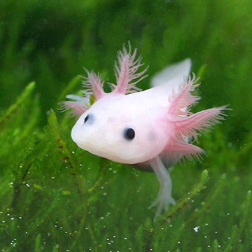 アフガンジェイド　ウーパールーパー　salamander Gaijinhunter on X: 