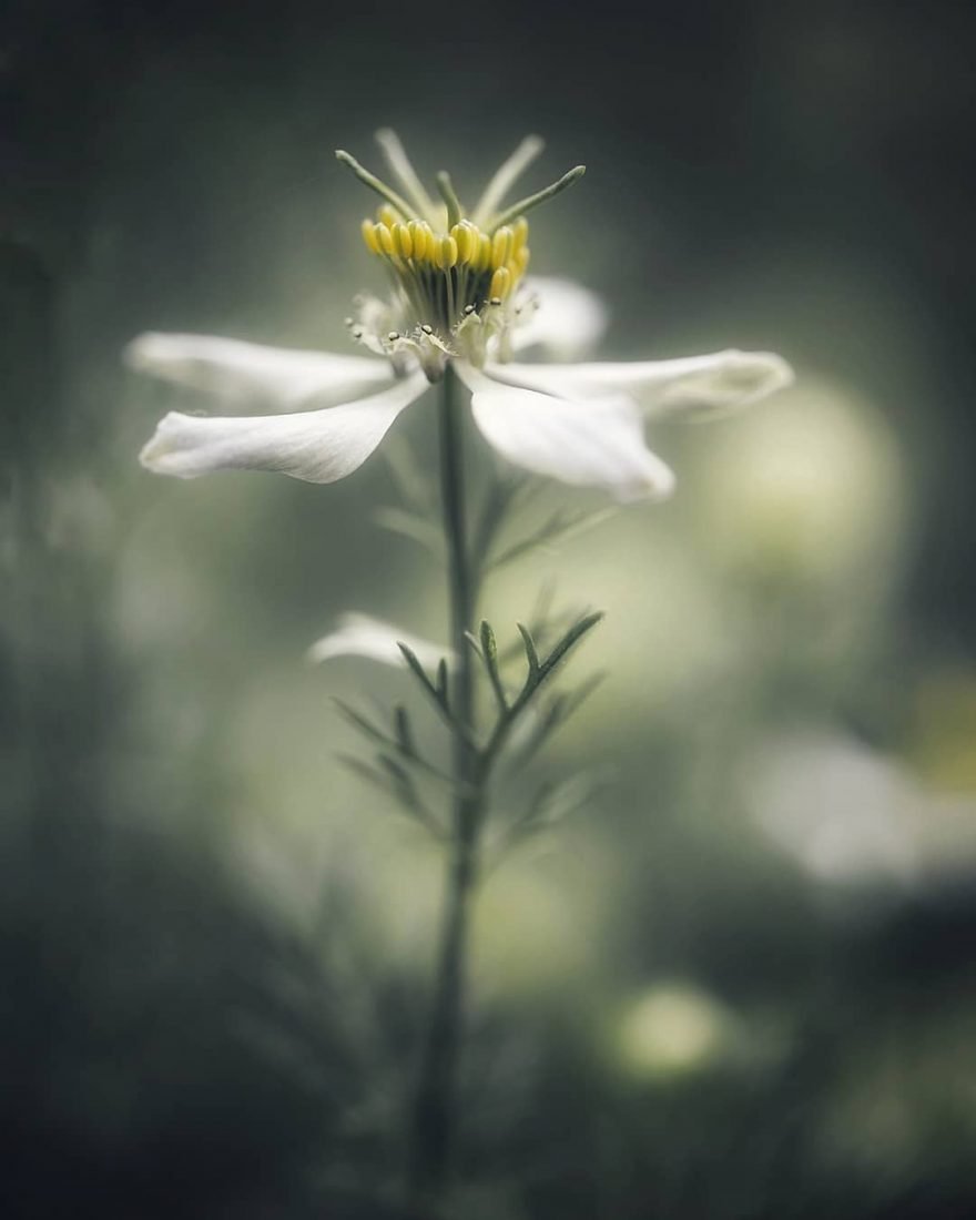 flowers soul flowers soul