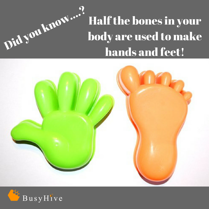 Top Tip Tuesday is a fun fact! How well do you know your anatomy? So many tiny bones in hands a feet means that half the skeleton can be found there! #BusyHive #Massage #MassageTherapist #MassageLife #MassageTips #AnatomyFacts