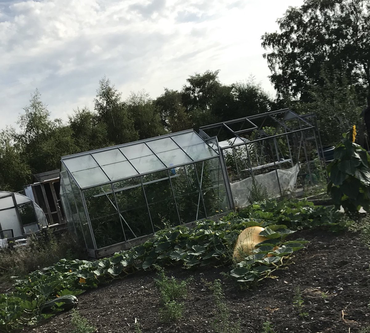Pumpkins gone mad 😳