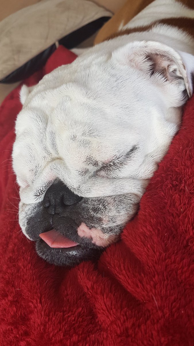 bourbon_karalyn's tweet image. I miss my little Nugget. I haven't seen her since Friday &amp;amp; feel lost without her.
This was her sleeping on me hours before I went to the hospital. Dogs are amazing she followed me everywhere when I grabbed my chest, she immediately came and put her head in my lap. #dogsknow