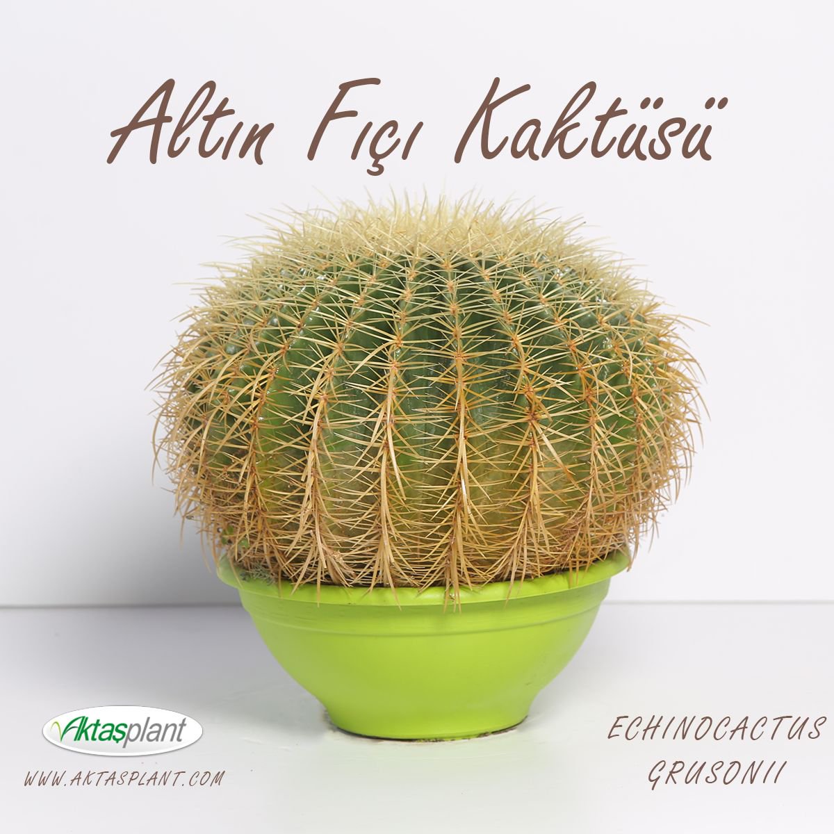 Aktas Plant Group No Twitter Echinocactus Grusonii Altin Fici Kaktus Tas Bahcelerinin Olmazsa Olmazidir Gunesi Ve Suyu Cok Sever Https T Co 3k6oiyrejy Aktasplant Altinficikaktus Echinocactus Agac Peyzaj Doga Park Nursery Nature Plant