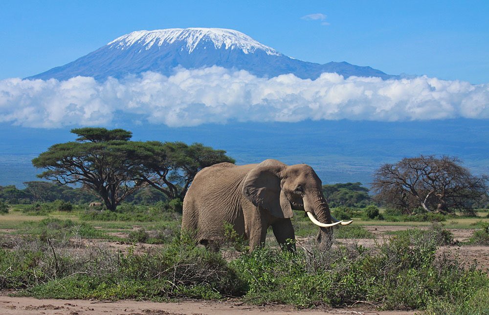 Catch a BACKDROP of #MtKilimanjaro at the #AmboseliNationalPark. NOWHERE else CAN the VIEW be this AMAZING!!! #DiscoverKWSParks 🇰🇪🇰🇪🇰🇪