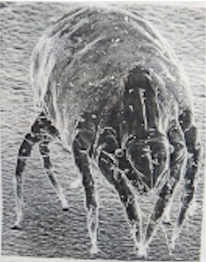 housedustmite's tweet photo. House dust mite larvae come 'ready-made' with 3 allergens before hatching - the larvae briefly eats - then goes into  2 cocoon-like stages emerging as an adult with 23 plus allergens. AVOID #allergy #asthma #eczema https://t.co/txTY77gSYJ