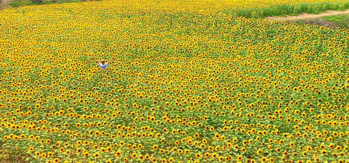 世羅高原農場 公式 先週の 山本まりこ 先生に続き 全国各地の花や海の美しい写真を撮影されている むらいさち 先生も ひまわり畑 にお越しくださいました さちを探せ ひまわり に埋もれる夏のひと時をお過ごしくださいね 世羅高原 世羅高原農場 世羅高原農場 公式 先週の 山本まりこ 先生に続き 全国各地の花や海の美しい写真を撮影されている むらいさち 先生も ひまわり畑 にお越しくださいました さちを探せ ひまわり に埋もれる夏のひと時をお過ごしくださいね 世羅高原 世羅高原農場