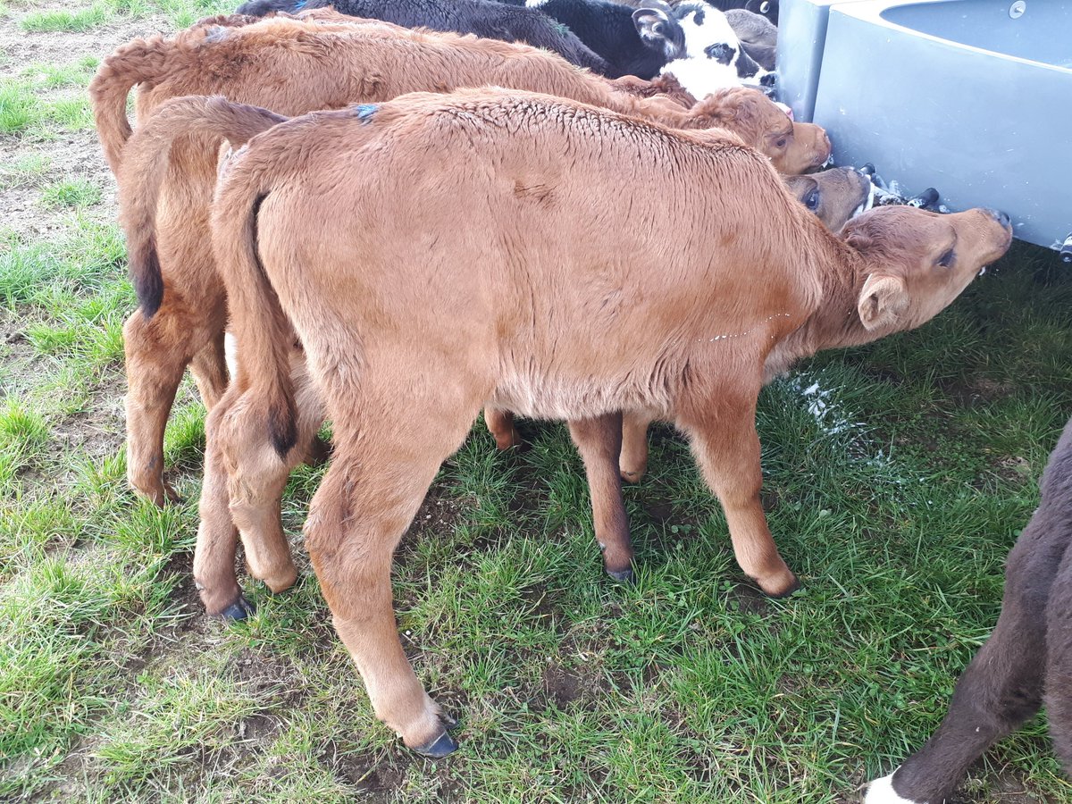 Great to see this seasons @NZBeefLamb Genetics Dairy-beef Progeny Test (DBPT) calves today @pamu_nz Pastoral farms. @MasseyUni involved running this with us. Can you pick some of the different beef A.I sired breeds?
#IndustryResearch