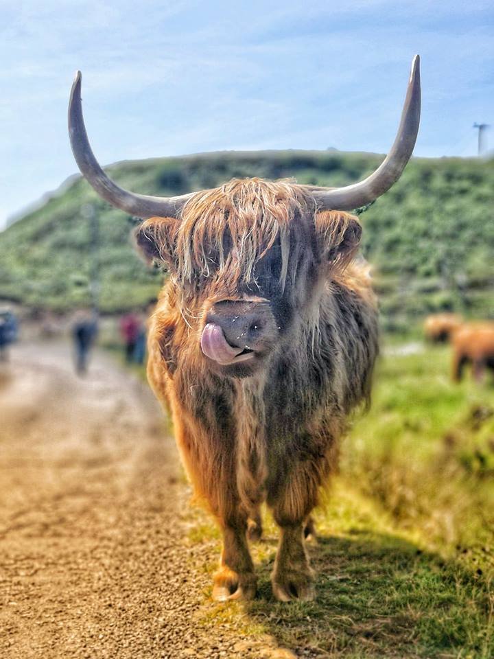 ScotsMagazine tweet media
