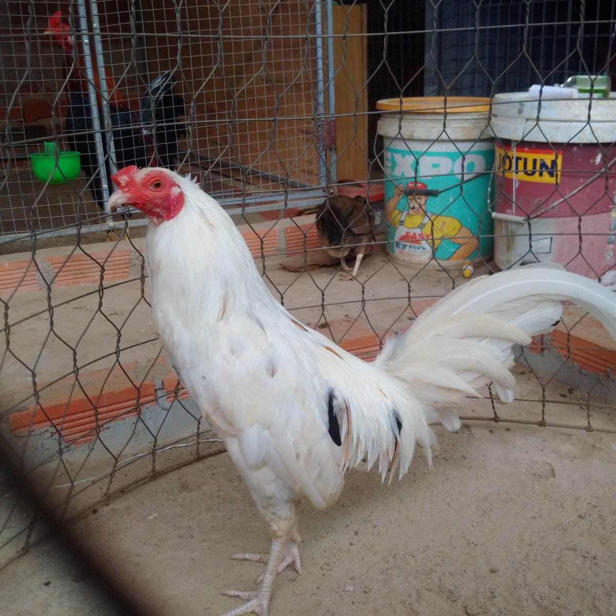 Gà đá Gia Kiệm. Cung cấp gà đá tiền uy tín chất lượng. - 21