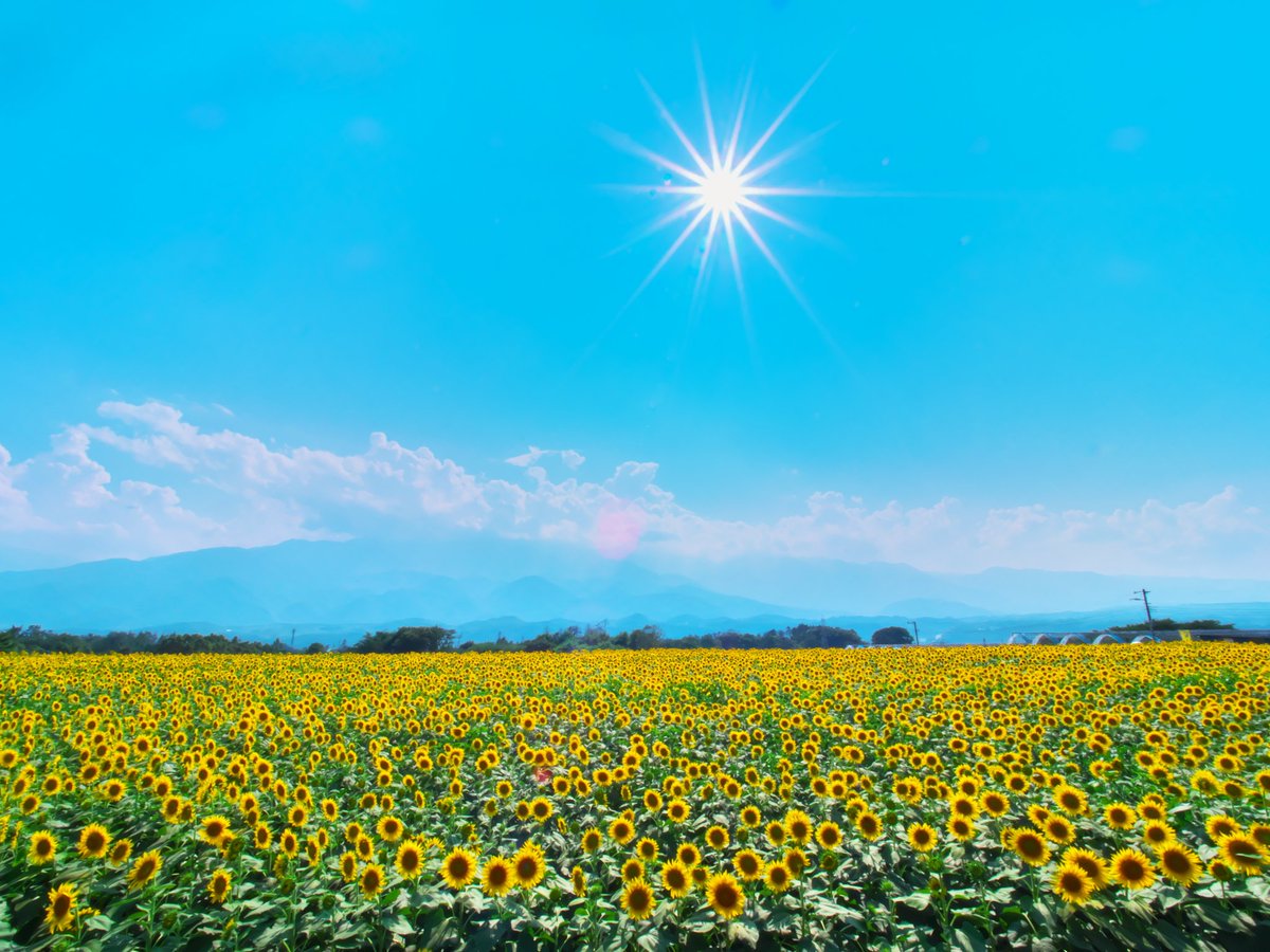 ひまわり向日葵