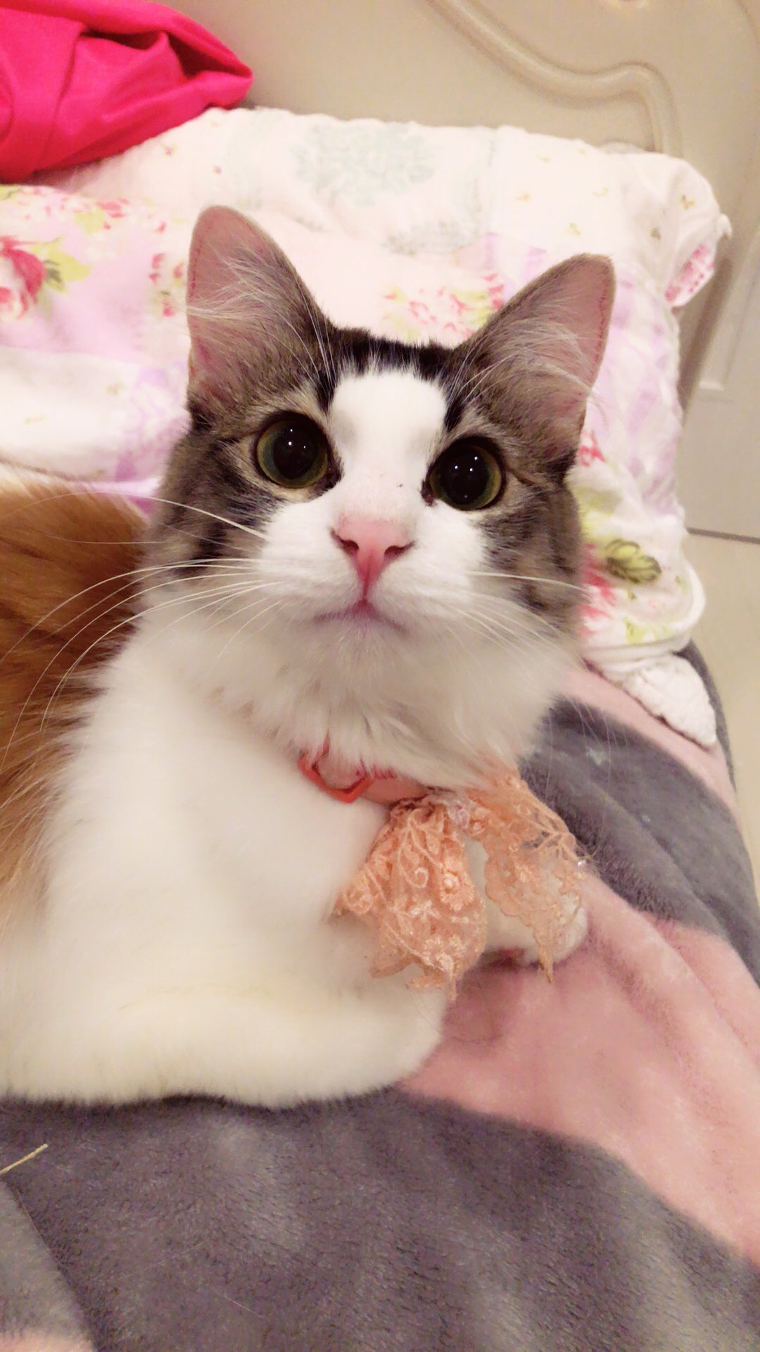 周年の中川翔子 Ar Twitter 保護ねこカフェ ミラクルキャット かわいい保護ねこたちが待ってます ピンクとみかんの出身地 わたしがお手伝いで看板イラストを描きました 上のネットカフェは女性専用もあり寝れちゃう24時間 猫たちにお力を 460 0024