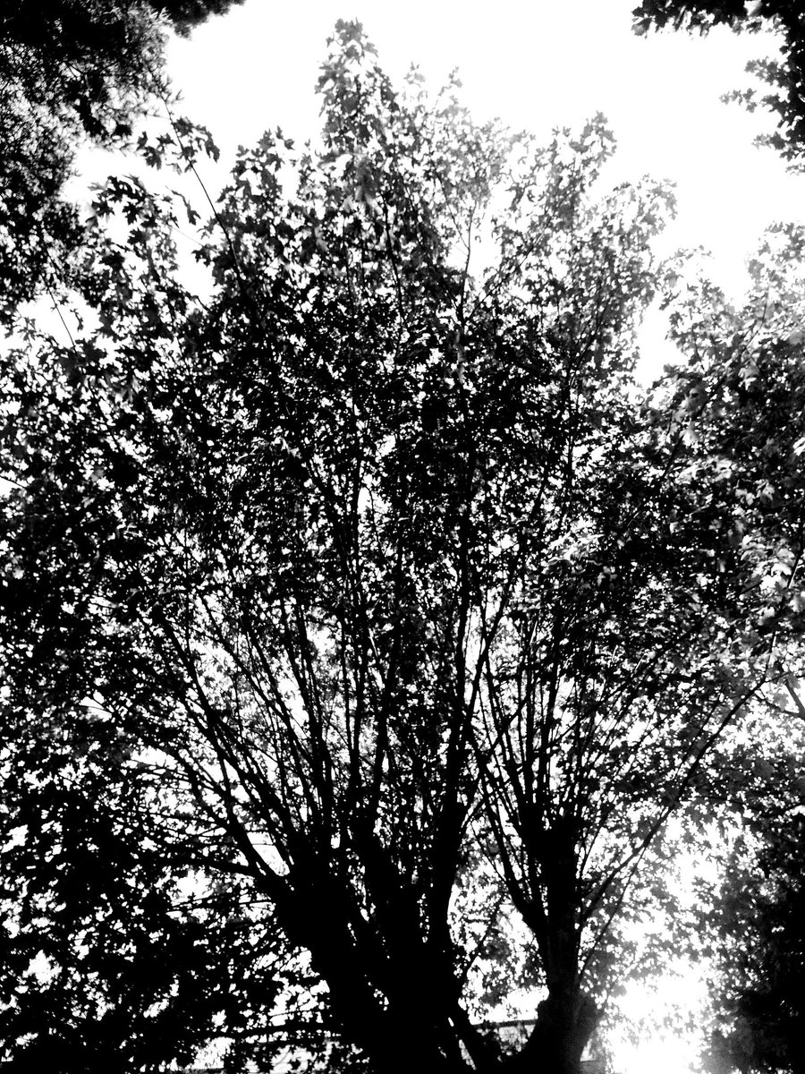 david_earp's tweet image. This was my tree story from yesterday.
For You @sidagarwal 
#treestories