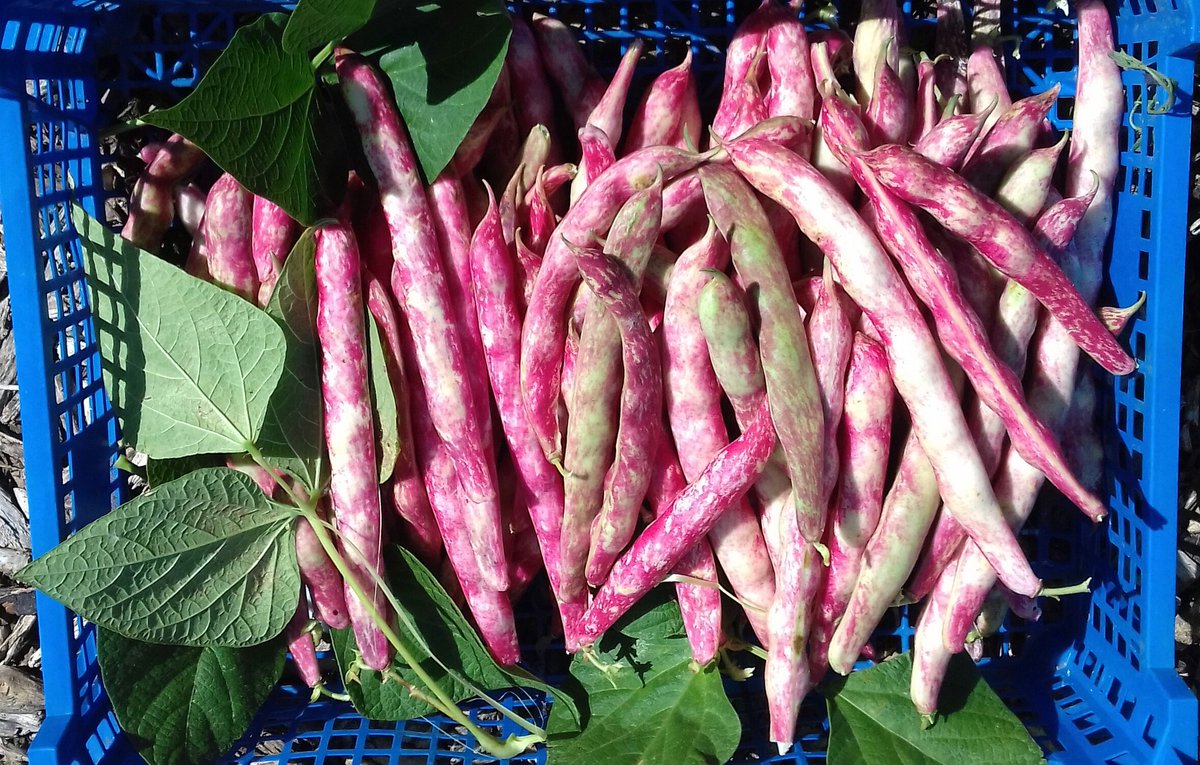 IanNottage's tweet photo. @ReynoldsFood @DianecampChef @elliotthayes @SolsticeFood #PrettyInPink nice harvest of #borlotti beans from the allotment. #homegrown #producedinkent https://t.co/qvJSOctFll