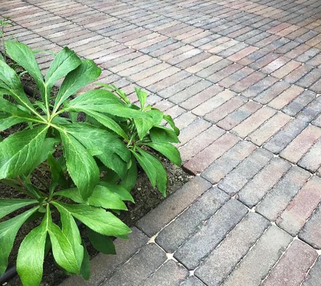 ChelmerValley's tweet photo. Neat work using our Bexhill Pavers from the Alpha Collection, laid linear style. Built by @GRDN_Design and designed by field_peas #brickpaving #pavingideas #linearpaving #gardendesign #claypavers #landscapedesign https://t.co/KXP1cTSS77