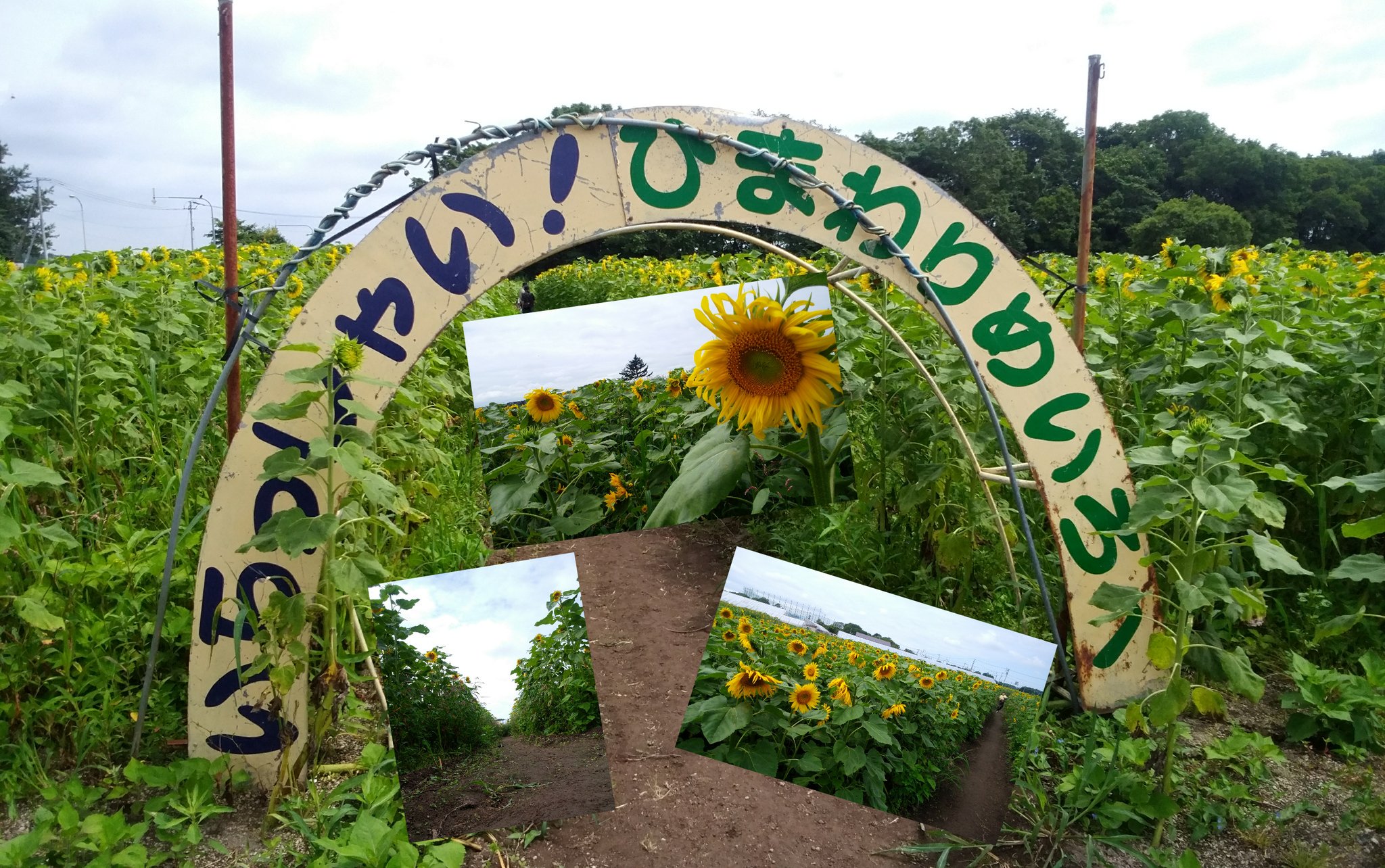 新千歳慎也 こころウェーブ配信中 千歳にこんなひまわりに 囲まれる場所があるなんて知りませんでした 千歳市 小川農場 ひまわり迷路 景品ゲット ミニトマト ひまわり キャベツ T Co Sjhwpezyz7 Twitter