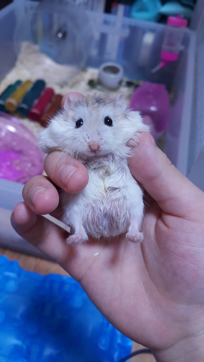 왜잡힌지 영문을 알수없는 꼬질햄쩌