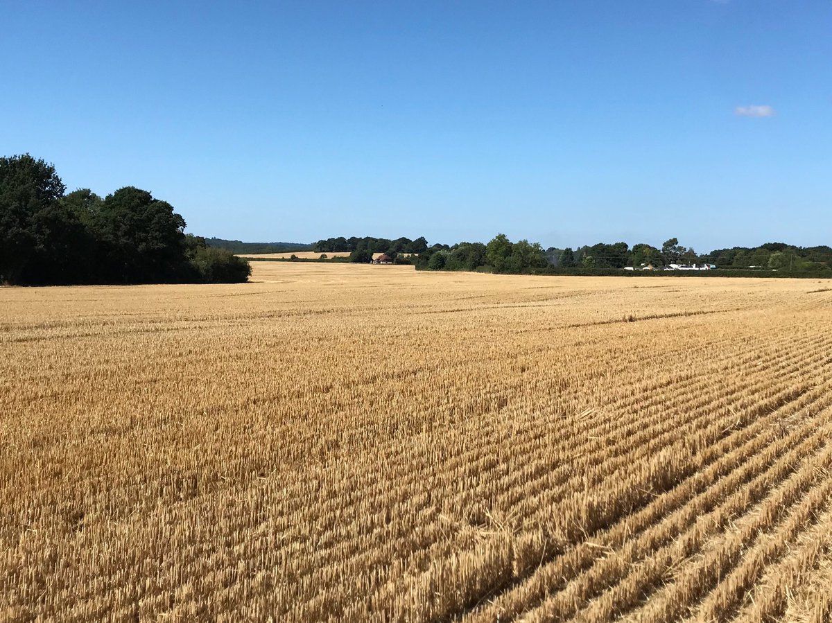 bluedino73's tweet photo. @kentlife @metoffice Morning stroll across the fields. #littlefest was awesome!! https://t.co/oav2DeGBL4