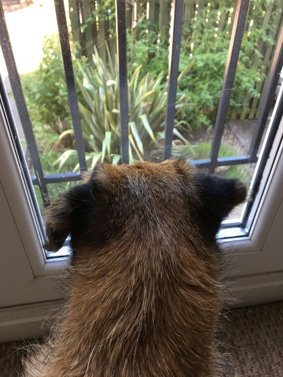 I does approve of hoomum’s new flat, it has good aerial views for top notch nosiness 👃🏻