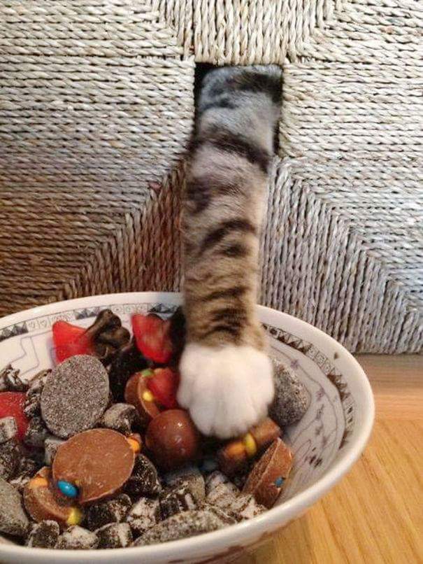 D_imit4's tweet photo. #нинзяКот
#animals #animal #pet #cat #cats https://t.co/IgZYzFMyRZ