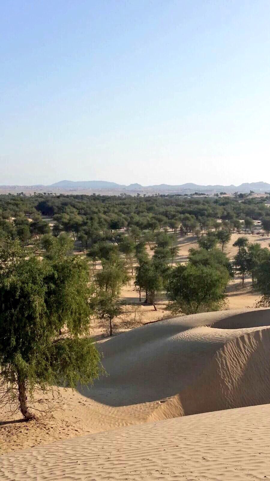 شجرة Sur Twitter اشجار الغاف المحلي اثبت نجاحه في صحراء السعودية وحاجته للماء قليل جدا ويتحمل الجفاف والحرارة والصقيع يجب اعتماد اشجار محلية مثل الغاف والطلح والقرض لتشجير السعودية في الصحراء