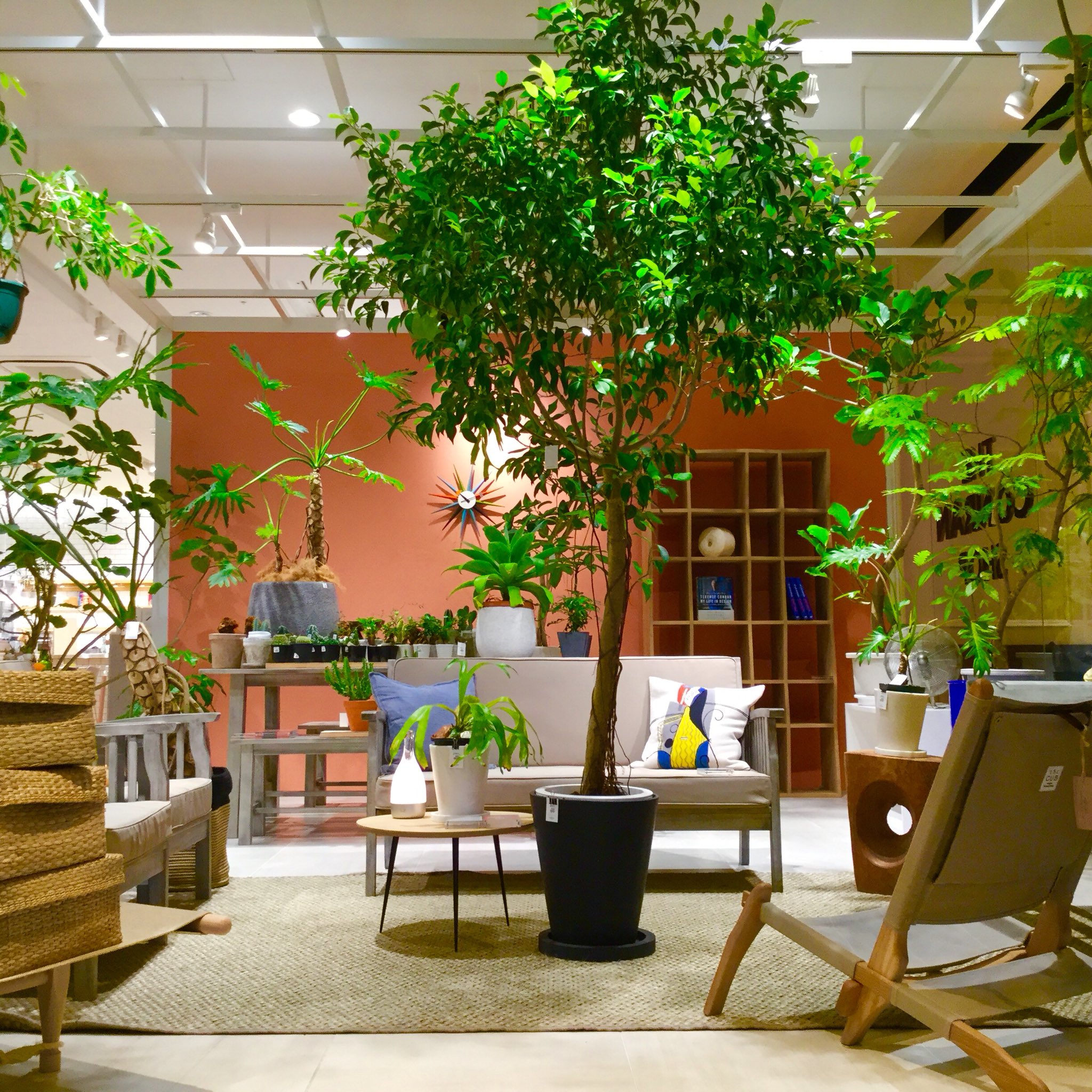ザ コンランショップ Twitter પર 京都店 京都bal三周年を記念し 個性豊かな観葉植物を取り扱う気鋭の植物 店 Cotoha のpopupを開催しております 衛生的で水やりが簡単なセラミックソイルを使った植物など多数取り揃えております 皆様のご来店お待ちしており