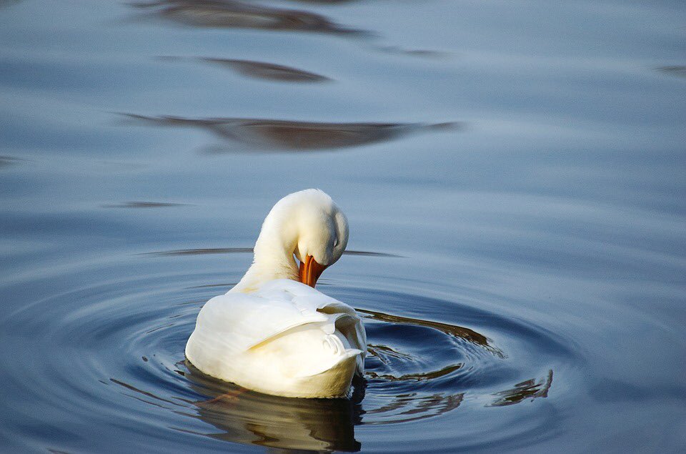 AllaKrymova's tweet image. Good morning!💚💛💚💕🍃