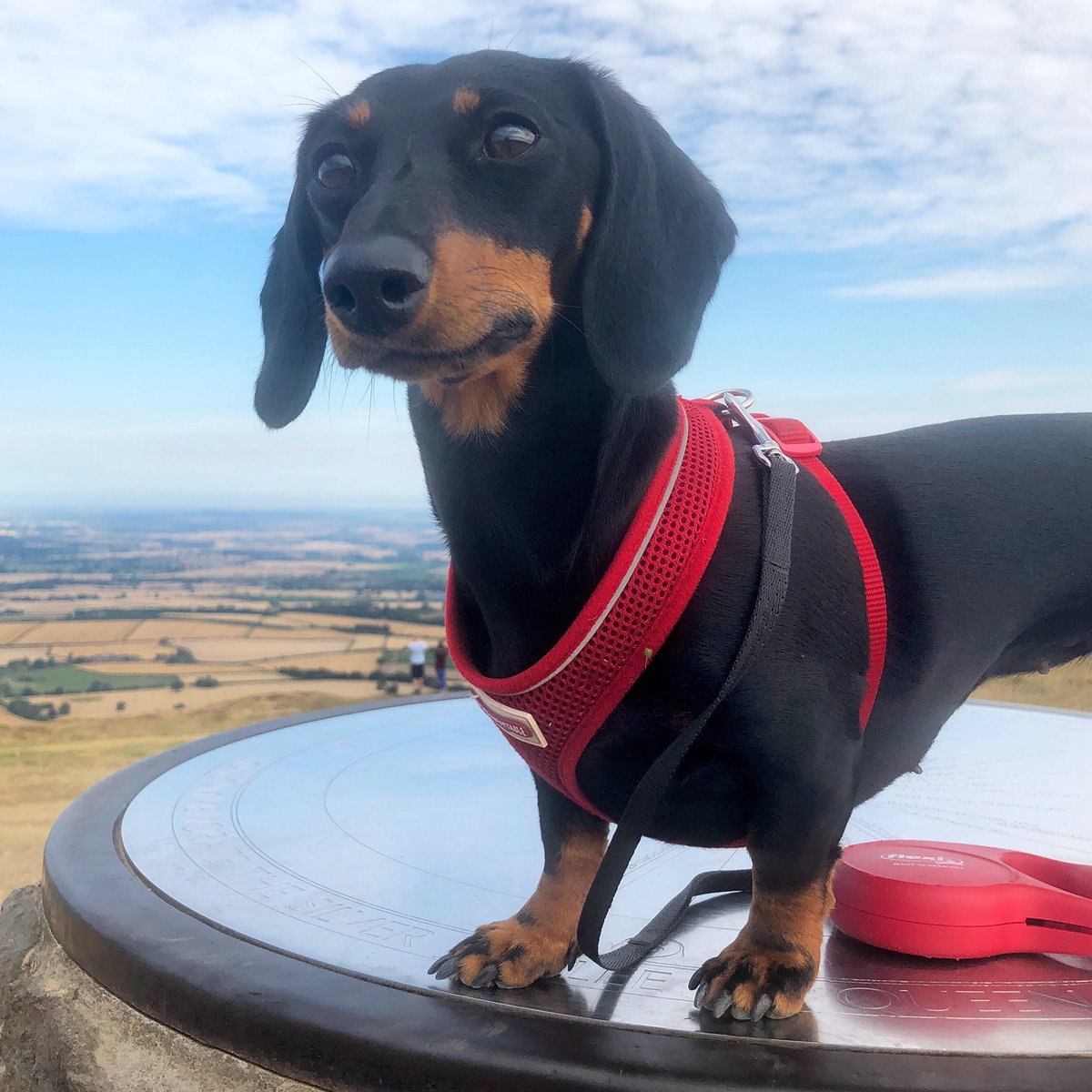 Today I went to the top of The Wrekin, I love Shropshire 💖

#thewrekin #shropshire #dachshund #dachshundarmy #sausagedog