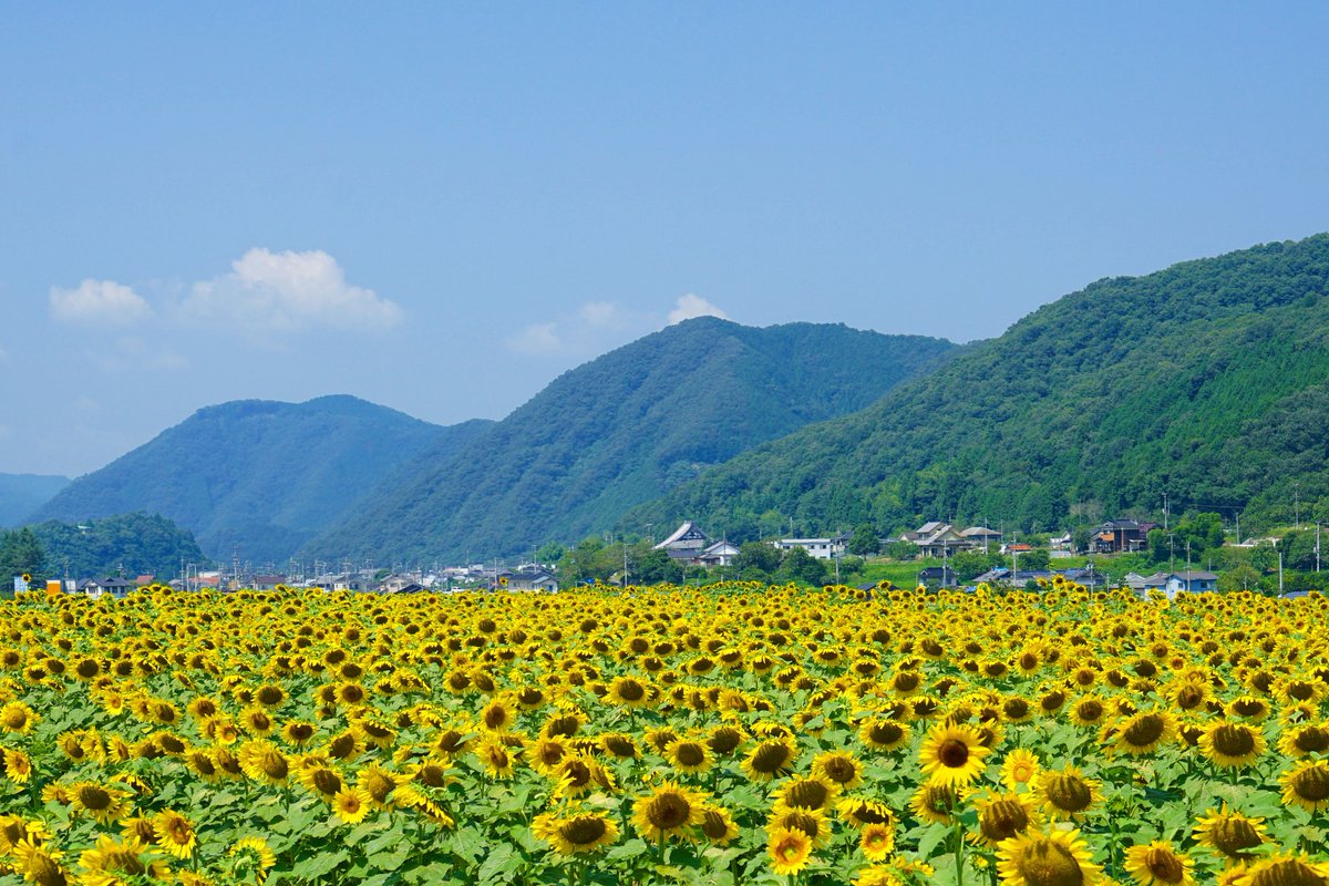 佐用町南光ひまわり畑