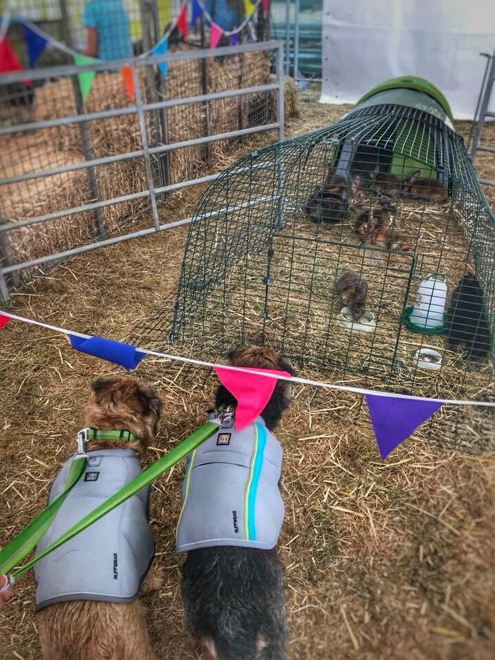 x.com/duncanpickles/… Another sunny day for <a href="/Countryfilelive/">BBC Countryfile Live</a> #cflovesdogs and we will be back in our <a href="/RuffwearUK/">Ruffwear UK</a> cooling coats and on our way soon... wonder what we will see today 👀🤩👀🐾