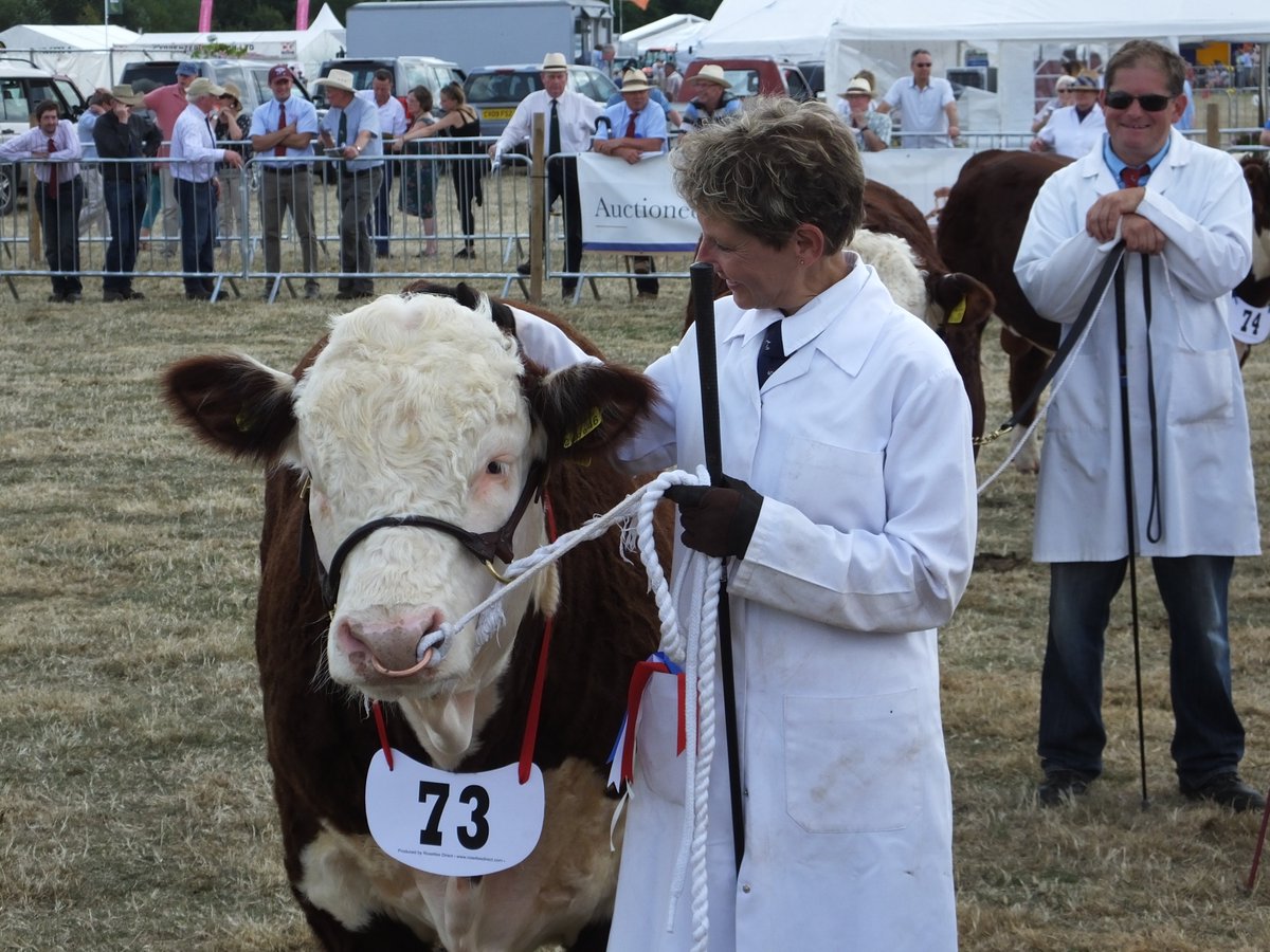 HighHedgesFarm's tweet photo. Delighted with HighHedges Rich Reward - Junior Male Champion &amp; Res Grand Male Champion overall @TenburyNational @UKHerefords 
Clean sweep of the Junior Bull classes with HH Ripsnorter winning his class. https://t.co/AUhrXAOB5e