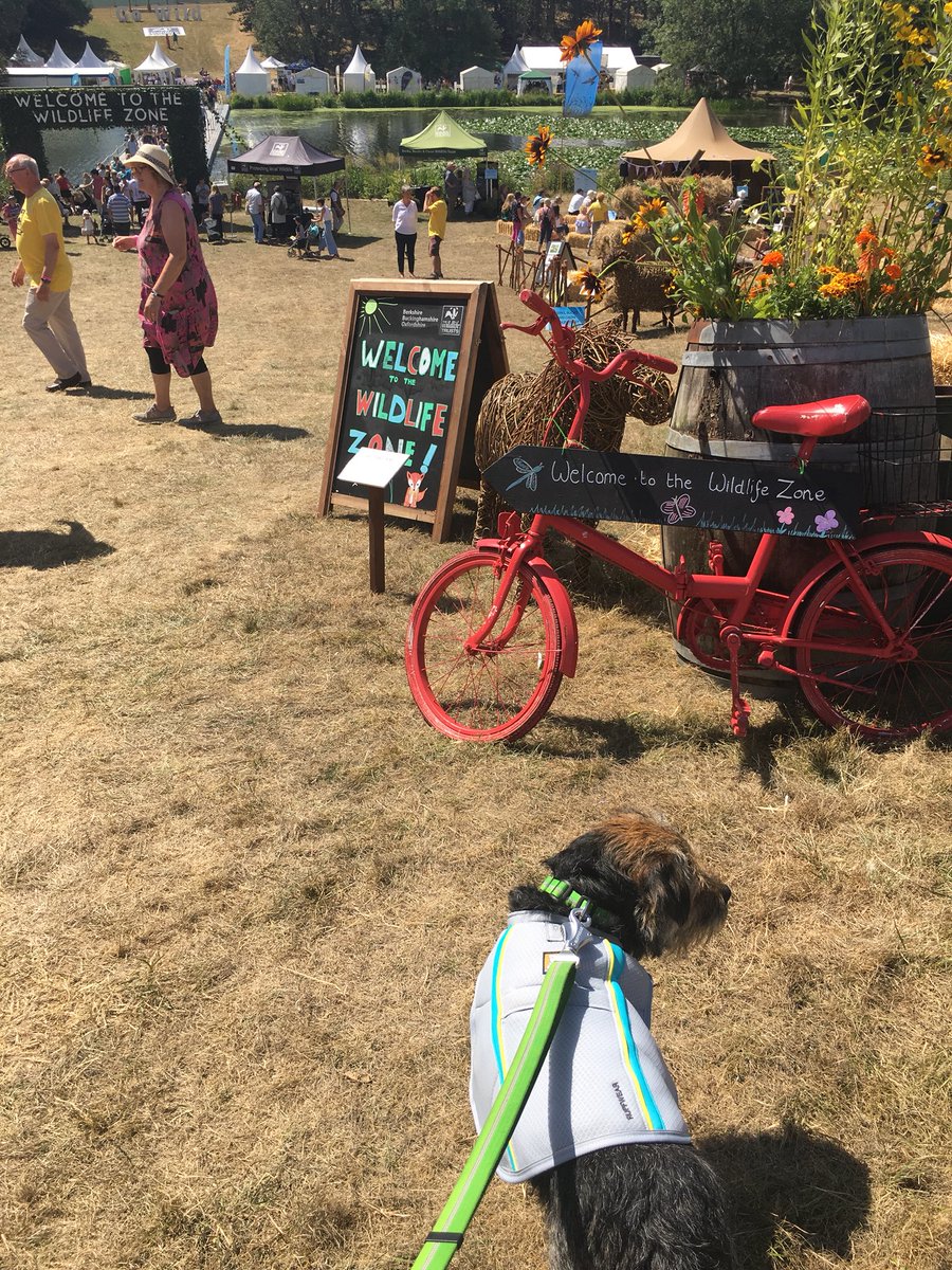 ScrappyN's tweet image. Mum overheard a lady complaining we @DuncanPickles were in coats @Countryfilelive in such hot weather.  These are our amazing @RuffwearUK #swampcooler COOL COATS that help keep us cool as the temperatures soar. They are wet and as the water evaporates we stay cool #cflovesdogs 💚