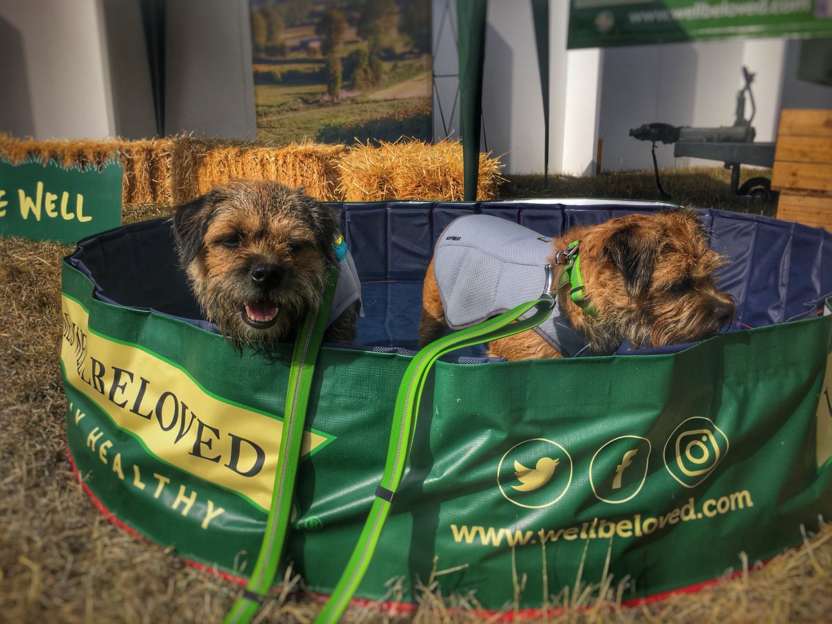Mum overheard a lady complaining we <a href="/DuncanPickles/">Lord Duncan Pickles</a> were in coats <a href="/Countryfilelive/">BBC Countryfile Live</a> in such hot weather.  These are our amazing <a href="/RuffwearUK/">Ruffwear UK</a> #swampcooler COOL COATS that help keep us cool as the temperatures soar. They are wet and as the water evaporates we stay cool #cflovesdogs 💚