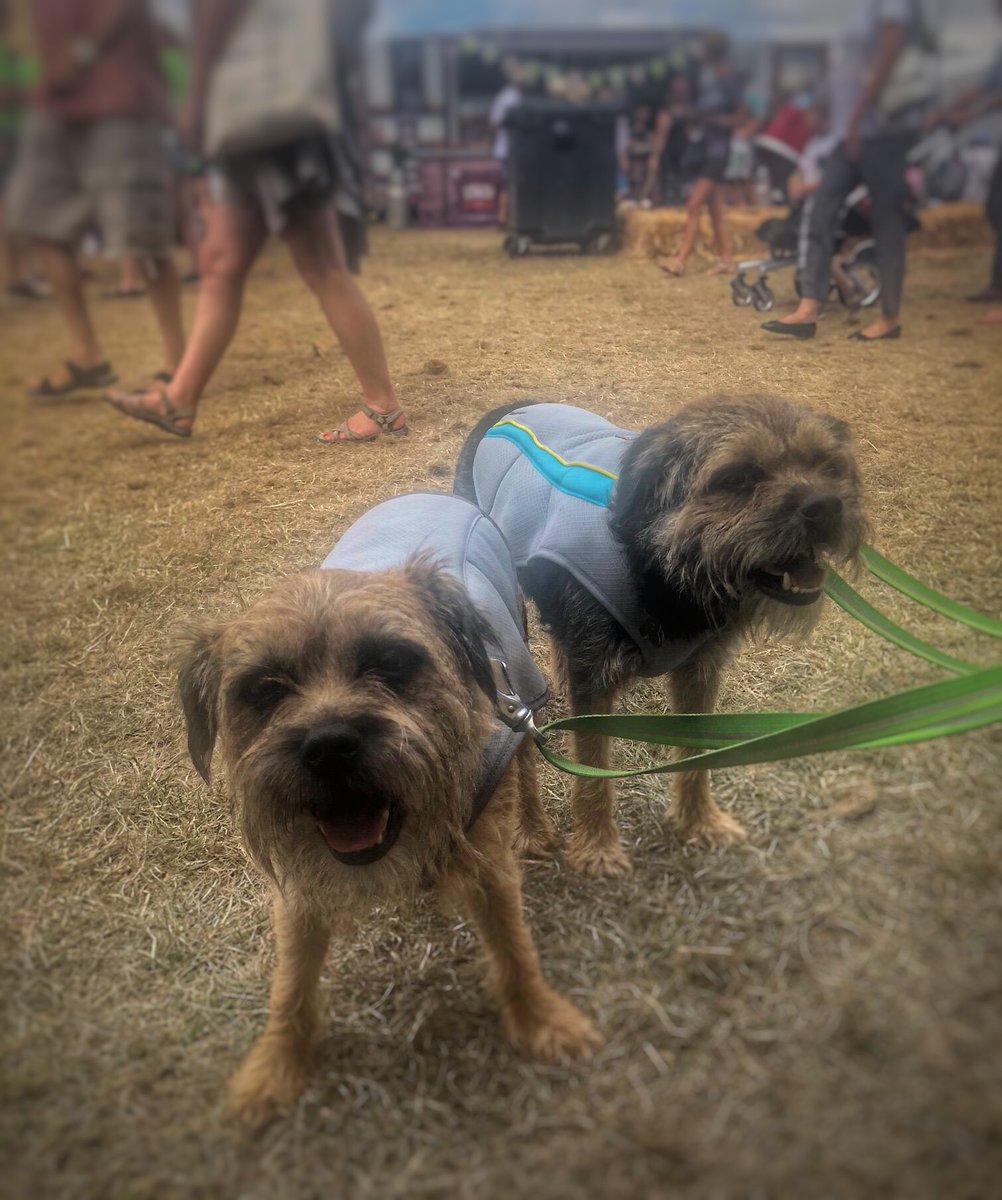 ScrappyN's tweet image. Mum overheard a lady complaining we @DuncanPickles were in coats @Countryfilelive in such hot weather.  These are our amazing @RuffwearUK #swampcooler COOL COATS that help keep us cool as the temperatures soar. They are wet and as the water evaporates we stay cool #cflovesdogs 💚