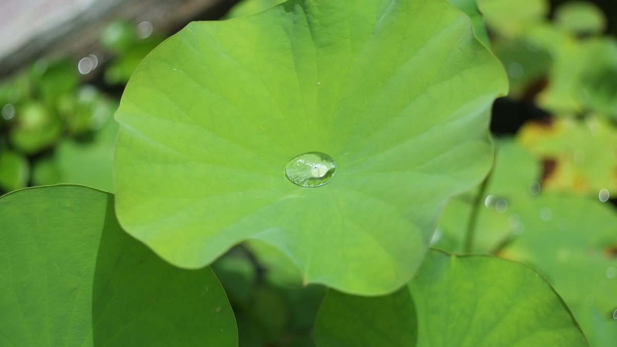 Leica1963's tweet photo. #fujifilmX-E1 #SUMMICRONF2/50mm #オールドレンズ #写真好きな人と繫がりたい #蓮 #蓮の花 https://t.co/tUt6g5Malx