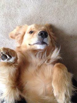 ltspuppy's tweet photo. gosh I'm in love with golden retrievers https://t.co/zKT5yNJX8t