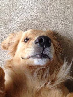 ltspuppy's tweet photo. gosh I'm in love with golden retrievers https://t.co/zKT5yNJX8t