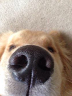 ltspuppy's tweet photo. gosh I'm in love with golden retrievers https://t.co/zKT5yNJX8t
