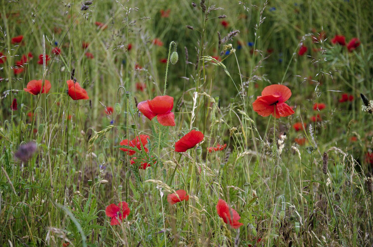 Loving the wild flower meadows...
#wildflowers #meadow #gorenmeadows #natural #wildlife #natural #naturally #poppies #daisy🌼