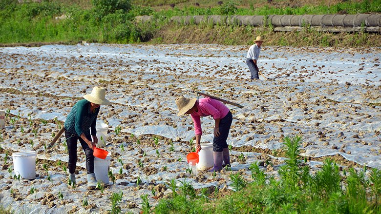 Investing in the prevention & control of farm #pollution can help ensure a sustainable food system. Learn more in new @WorldBank report: wrld.bg/5WmV30le2Ll