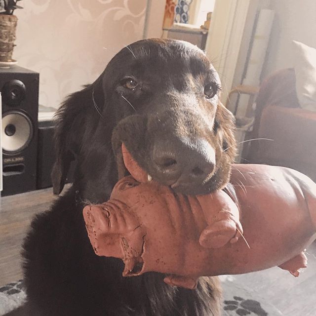 Come on, let’s play! #kamu #liverflatcoat #puppy #sunday #flatcoat #retriever #dogsofinstagram ift.tt/2MjnHQZ