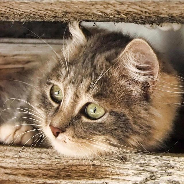 “Cats do not have to be shown how to have a good time, for they are unfailing ingenious in 
#cat #lovekittens #pets #cats #kitty ift.tt/2vEfHCO