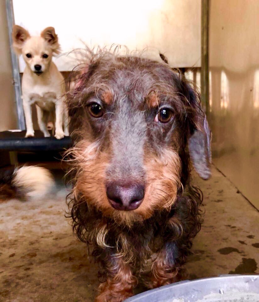 pupaid's tweet photo. Rescue pets aren't 'problem' pets, they're just very unlucky. So visit your local shelter today &amp; help save a life :) #adopt #rescue #LucysLaw https://t.co/f7Y64hadYo