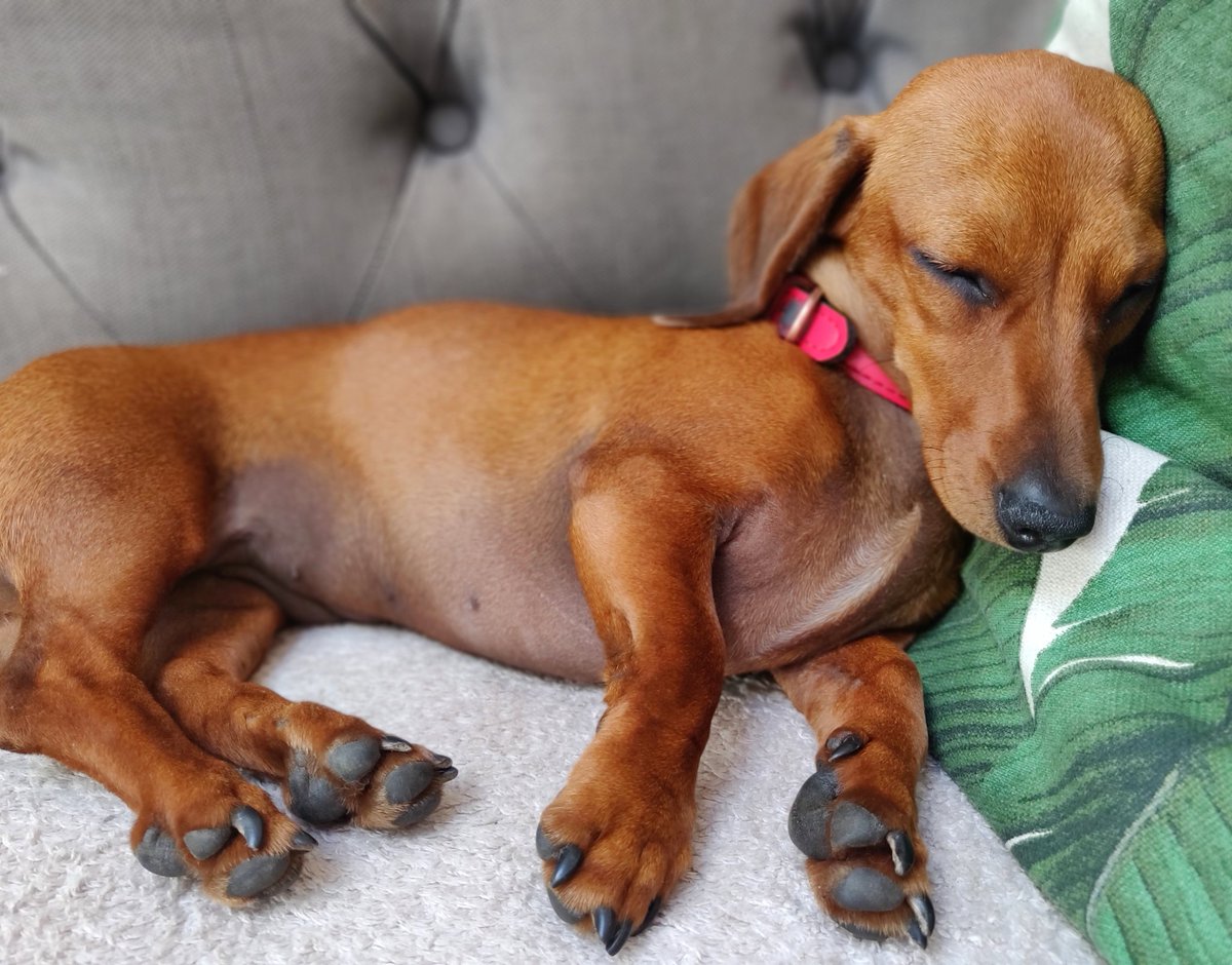 Sunday vibes at Capital Paws HQ

#dogtired #daxie #sausagedog #dachshund #SUNDAY #London