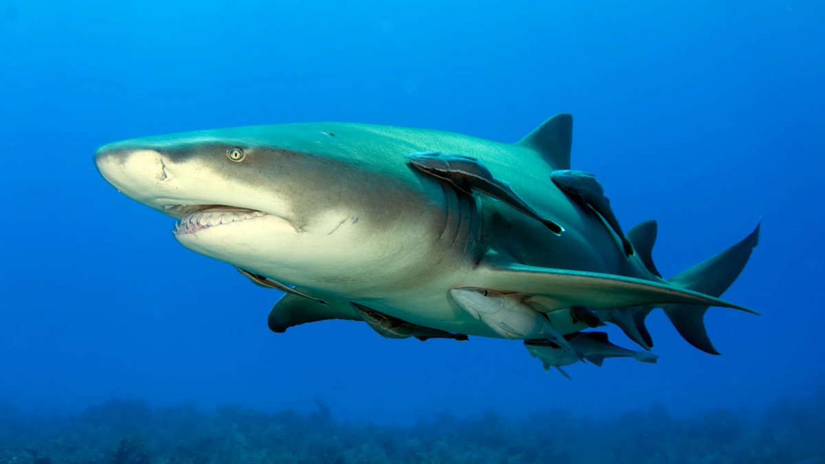 Rising water temperatures have sharks moving north away from Florida bit.ly/2MmBvdg https://t.co/FJos8DnJXR