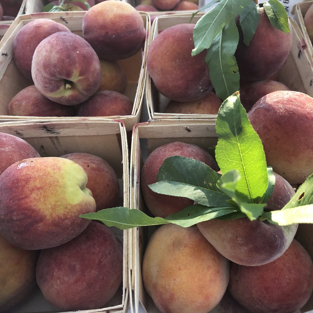 ugrowcollective's tweet photo. Today is a market day and we have first of the season peaches from @seedlingfruit at the South Shore Farmers’ Market and at @antiquetaco, along with kale, collards, rainbows carrots and more. You can’t beet it ;). See you soon. #knowyourfarmers #eatlocal https://t.co/pXdvSH8tYi