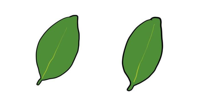 Buzzfeed Japan 料理が苦手な人あるある ローリエとローレルの違いがわからない どっちも葉っぱじゃん T Co Cnwzzeyivw Buzzfeed Japan 料理が苦手な人あるある ローリエとローレルの違いがわからない どっちも葉っぱじゃん T Co Cnwzzeyivw