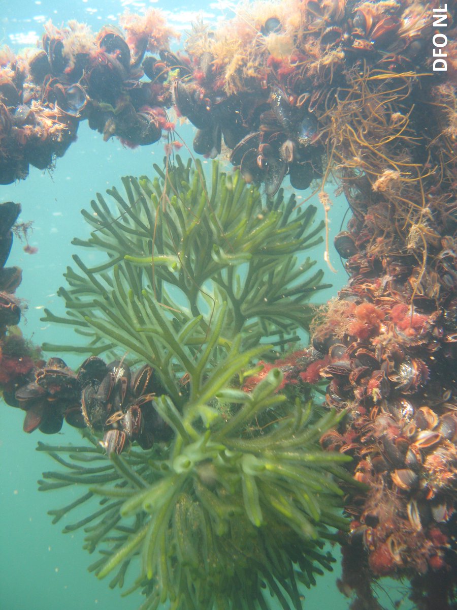 Attention à la voleuse d'huîtres! #CurieuxDeSavoir d'où vient le nom de cette algue? La voleuse d'huîtres peut s'attacher aux mollusques et les emporter avec elle. ow.ly/jVLu30lgg99