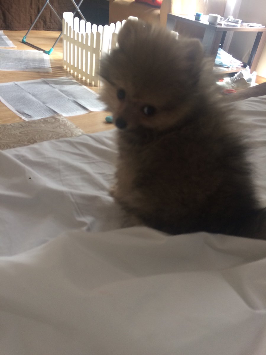 mmakk28's tweet photo. #mydogiscutest #shpitz https://t.co/83clBdrBuZ