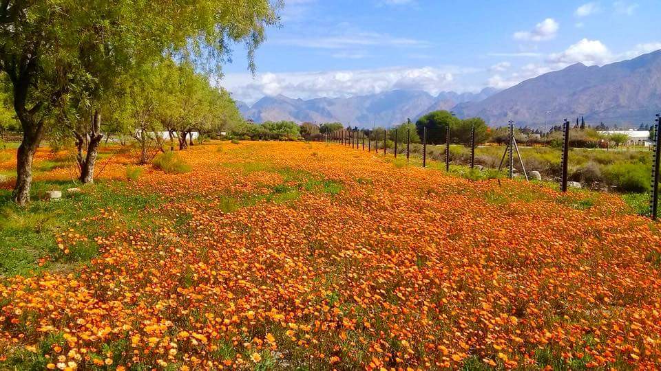 ReenvalSA's tweet photo. Die wolke is besig om geleidelik saam te pak hier in die #Hexriviervallei. #De #Doorns ๐ธ John Cronje @SAWeatherServic @AfricaWeather_ @venter_annette @maroelamedia @huisgenoot @landbou @Letabaherald @Netwerk24 @eNCA @SABCNewsOnline @debeer_anika @AgriWesKaap @zarsg @dieCourant https://t.co/gAPBUlCLte
