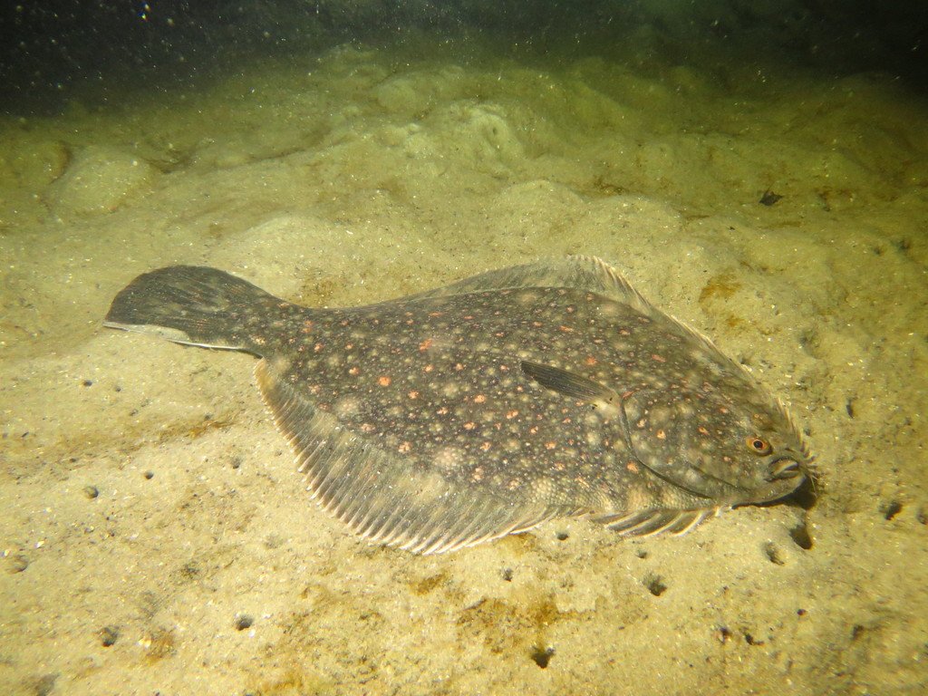 inaturalistnz's tweet photo. Our #ObservationOfTheWeek is this black flounder. These endemic fish are the only member of the flatfish family (Pleuronectidae) that are a truly freshwater species. They have even been known to travel up to 250 kilometres inland! https://t.co/TfoqPfqLga https://t.co/hgQq17wjj3