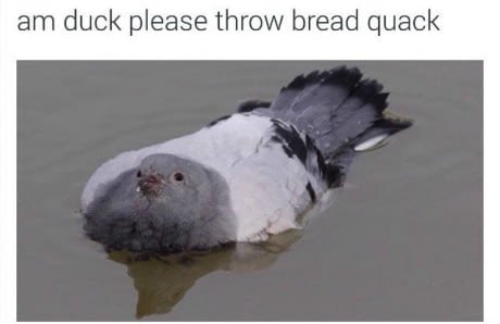 I like me some bread
———————————-
#cakaw #BNHA #comic #funny #lol #birb #hawks #MHA #anime #porno